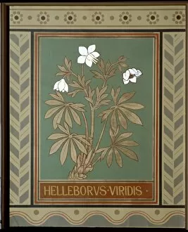 Helleborus viridis, green hellebore