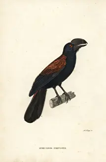 Rene Primevere Prints: Helmet vanga, Euryceros prevostii