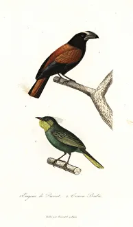 Primevere Collection: Helmet vanga, Euryceros prevostii, and bearded
