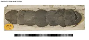 Palaeo Prints: Helminthochiton muscronatus