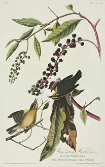 Lacertilia Prints: Helmitheros vermivoru, worm-eating warbler