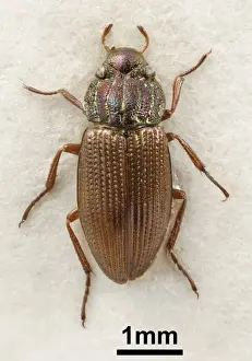Entomological Prints: Helophorus