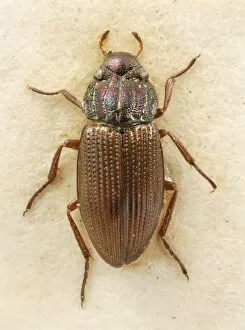 Beetles Collection: Helophorus laticollis, water beetle