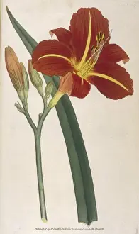 Tawny Prints: Hemerocallis Fulva