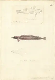 1754 1794 Prints: Hemerocoetes monopterygius, opalfish
