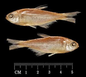 Black Background Collection: Hemibrycon taeniurus, Mountain spring sardine