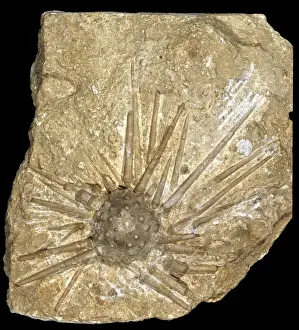 Echinodermata Prints: Hemicidaris intermedi, Jurassic sea urchin