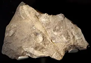 Paleozoic Prints: Hemicyclaspis murchisoni and Thyestes egertoni, fossil fishe