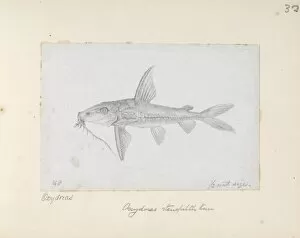 Alfred Russel Wallace Gallery: Hemidoras stenopeltis, catfish
