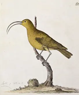 Jonathan Prints: Hemignathus obscurus, lesser akialoa