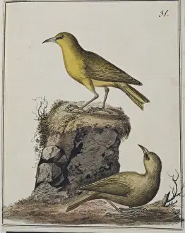 Hemignathus virens, Hawaii amakihi