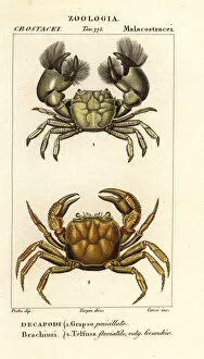 Crustacean Collection: Hemigrapsus penicillatus and Potamon fluviatile