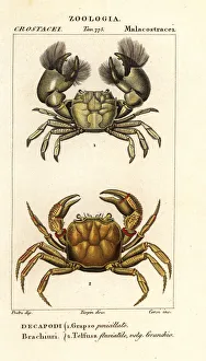 Images Dated 27th March 2020: Hemigrapsus penicillatus and Potamon fluviatile