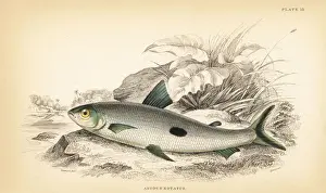 Guiana Prints: Hemiodus unimaculatus