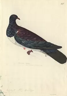 New Zealand Collection: Hemiphaga novaeseelandiae, New Zealand pigeon