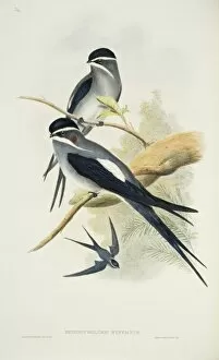 Apodiformes Gallery: Hemiprocne mystacea, moustached treeswift