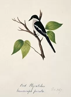 Margaret Bushby La Cockburn Collection: Hemipus picatus, bar-winged flycatcher-shrike