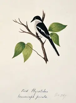 Fly Catcher Prints: Hemipus picatus, bar-winged flycatcher-shrike
