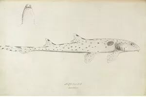 Elasmobranchii Collection: Hemiscyllium ocellatum, epaulette shark