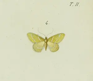 Hemithea squalidaria