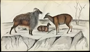 Artiodactyla Collection: Hemitragus jemlahicus, Himalayan tahr