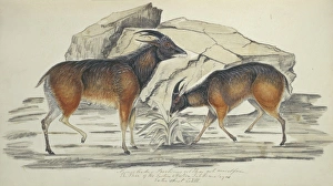 Capra Gallery: Hemitragus jemlahicus, tahr
