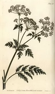 Conium Gallery: Hemlock, Conium maculatum