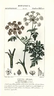 Hemlock, Conium maculatum