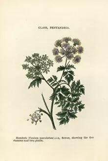 Botanist Collection: Hemlock, Conium maculatum