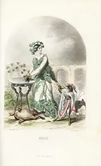 Toga Prints: Hemlock flower fairy, Conium maculatum