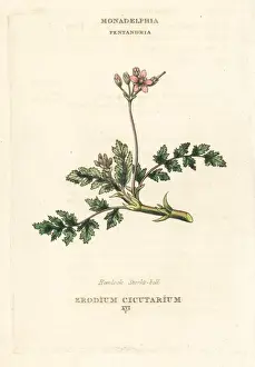 Hemlock stork s-bill, Erodium cicutarium