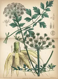 Toxin Prints: Hemlock water dropwort, Oenanthe crocata