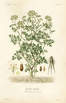 Hemlock water dropwort, Oenanthe crocata