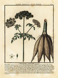 Colour Printing Prints: Hemlock water-dropwort, Oenanthe crocata