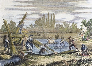 Agrarian Gallery: Hemp harvest. Banks of the Rhine. Engraving