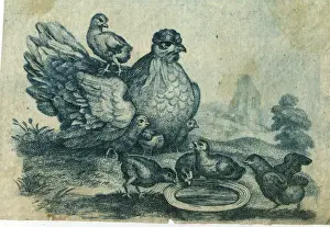 Hens Prints: Hen and chicks