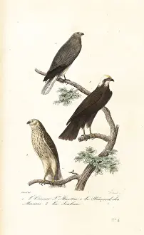 Hen harrier, Eurasian marsh-harrier and Montagu's harrier