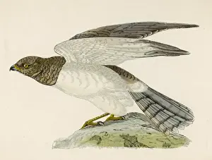 Hen Harrier (Morris)