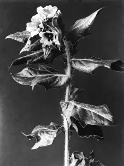 HENBANE