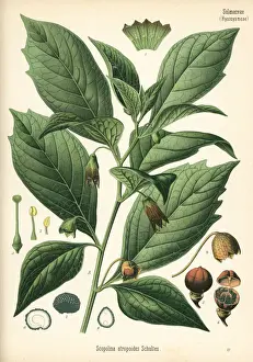 Henbane Prints: Henbane bell, Scopolia carniolica
