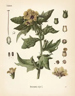 Henbane, Hyoscyamus niger