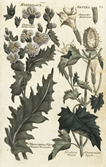 Plants/Datura Stramonium