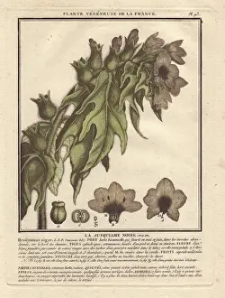 Stinking Prints: Henbane or stinking nightshade, Hyoscyamus niger