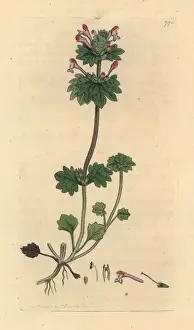 Henbit dead-nettle, Lamium amplexicaule