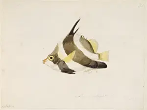Butterflyfish Prints: Heniochus chryostomus, pennant bannerfish