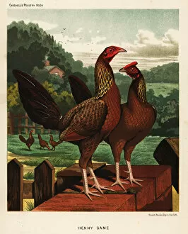 Brooks Collection: Henny or hennie game birds