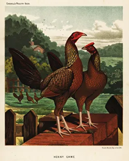 Breeding Collection: Henny or hennie game birds