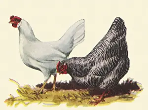 Hens Prints: Two Hens Date: 1948
