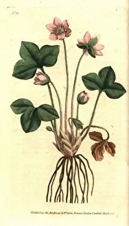 Hepatica Collection: Hepatica or noble liverwort, Anemone hepatica