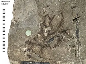 Bryophyte Prints: Hepaticites arcuatus